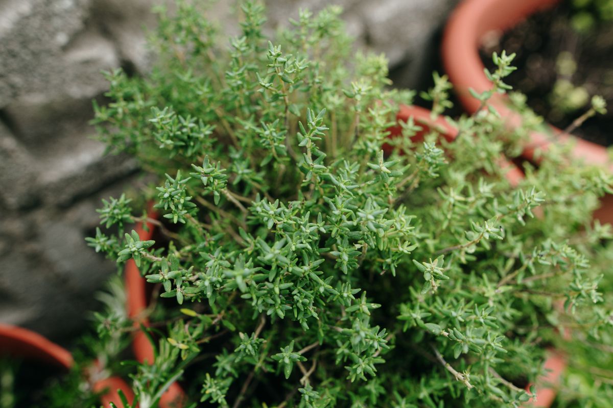 Thymus vulgaris.jpg